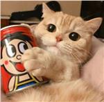 会飞的小猫咪