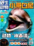 小哥白尼