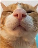 小猫咪